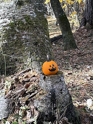 11月8日定例ウォーキング